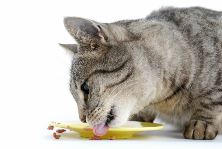 liquid food for sick cats