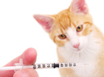 Vaccination Policy - The Cat Vet