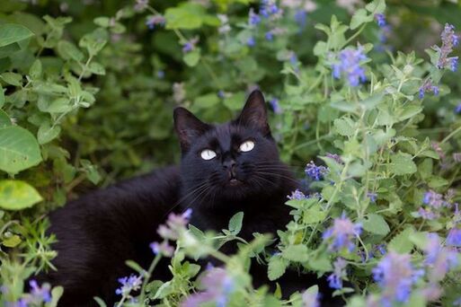 Black cat sitting in cat mint Nepeta x faassenii